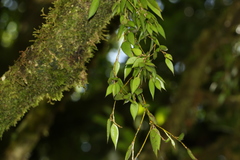 Dendrobium pugioniforme