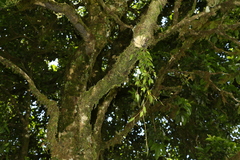 Dendrobium pugioniforme