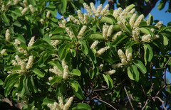 Terminalia porphyrocarpa