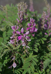 Indigofera pratensis