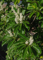 Terminalia melanocarpa