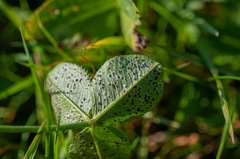 Polythrincium trifolii