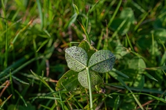 Polythrincium trifolii