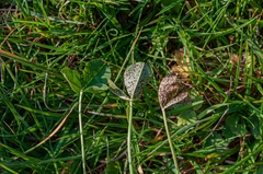 Polythrincium trifolii