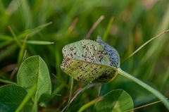 Polythrincium trifolii
