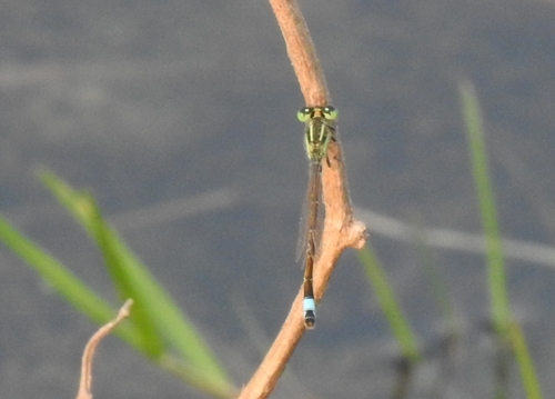 Photo of Common Bluetail (Ischnura senegalensis)