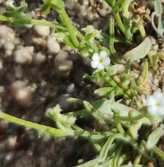 Pectocarya penicillata