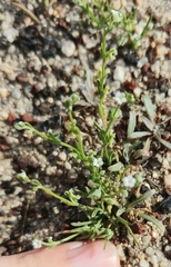 Pectocarya penicillata