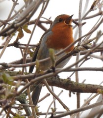 Erithacus rubecula