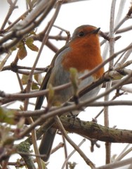 Erithacus rubecula