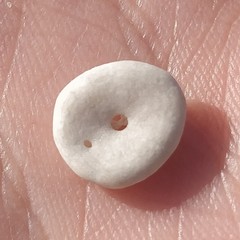 Echinocyamus pusillus