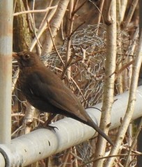 Turdus merula