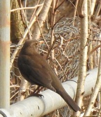 Turdus merula