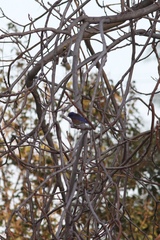 Sialia mexicana