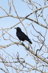 Corvus brachyrhynchos