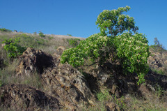 Terminalia porphyrocarpa