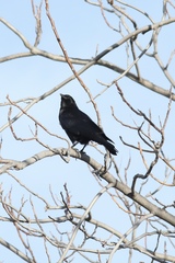 Corvus brachyrhynchos