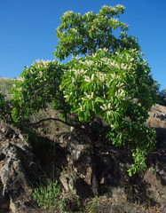 Terminalia porphyrocarpa