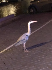 Ardea cinerea