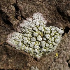 Pertusaria pertusa