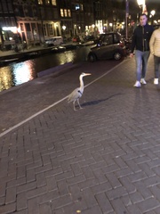 Ardea cinerea