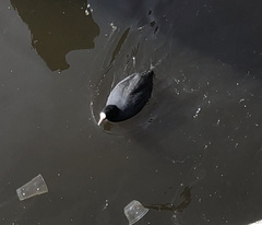 Fulica atra