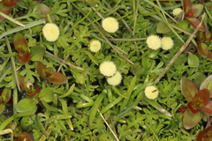 Leptinella pyrethrifolia