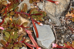 Epilobium tasmanicum