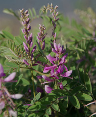 Indigofera pratensis