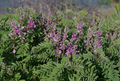 Indigofera pratensis