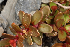 Epilobium tasmanicum