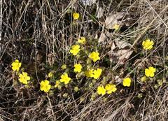 Potentilla pusilla