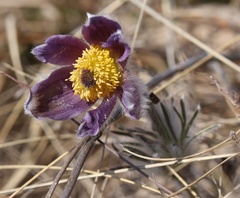 Pulsatilla montana