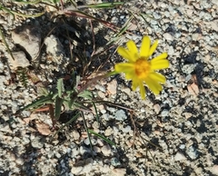 Senecio californicus