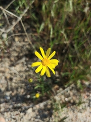 Senecio californicus