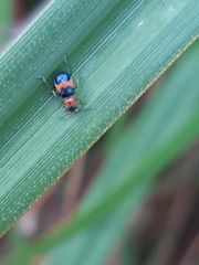 Dicranolaius bellulus