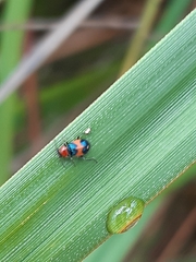 Dicranolaius bellulus