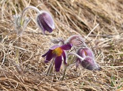 Pulsatilla montana
