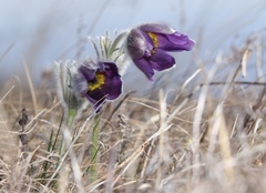 Pulsatilla montana