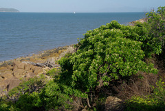 Terminalia melanocarpa