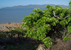 Terminalia melanocarpa