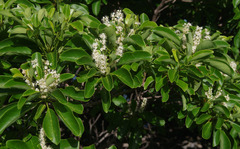 Terminalia melanocarpa