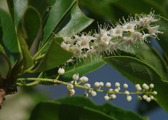 Terminalia melanocarpa