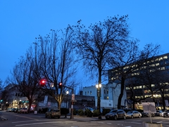 Corvus brachyrhynchos