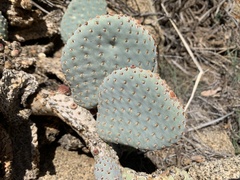 Opuntia basilaris