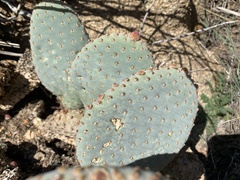 Opuntia basilaris