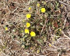 Potentilla pusilla