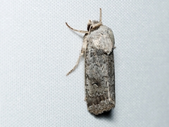 Proteuxoa amaurodes