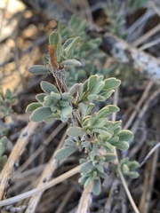 Grayia spinosa
