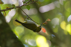 Zosterops ceylonensis